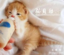 <b>养一只猫每个月要花多少钱？</b>
