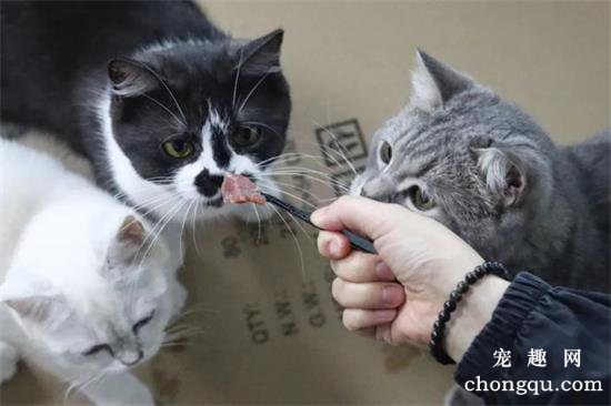 生骨肉和猫粮喂养猫咪指南