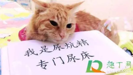 猫会用猫砂却在床上尿怎么办