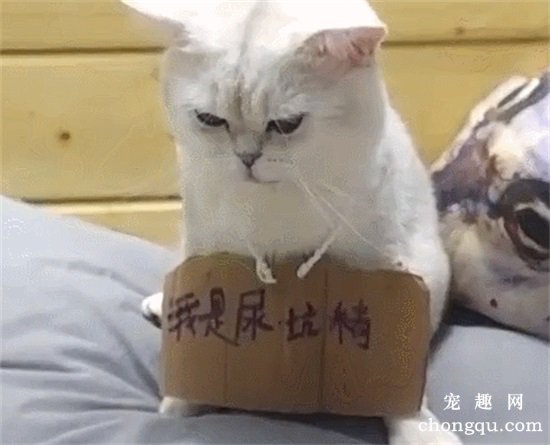 猫会用猫砂却在床上尿怎么办