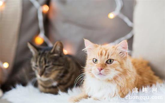 猫打呼噜是怎么回事啊