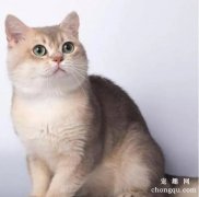 <b>金渐层25色长大以后是什么样子，会变黑吗？</b>