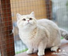 金渐层25色是最不值钱的吗？