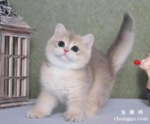 <b>金渐层眼睛都是绿色的吗</b>