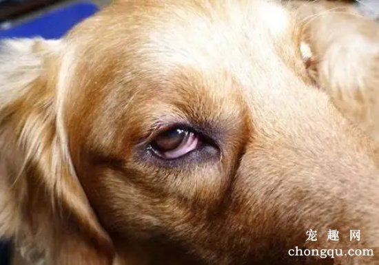 狗狗眼睛红肿用什么药？