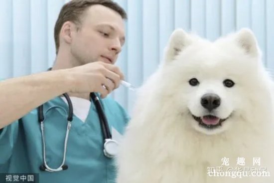 自出生起狗狗需要接种的疫苗都有哪些？