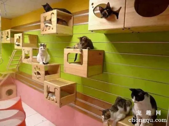 猫咪宠物寄养一般怎么收费?