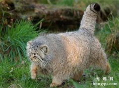 <b>不吃鱼的猫(什么猫不吃鱼)</b>