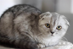 <b>为什么说折耳猫谁养谁后悔？</b>