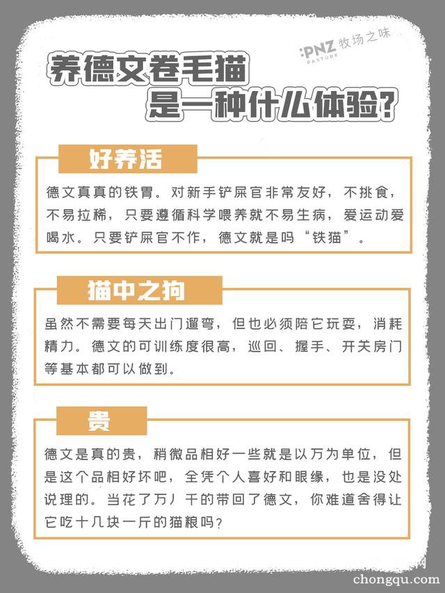 精灵猫是什么品种？