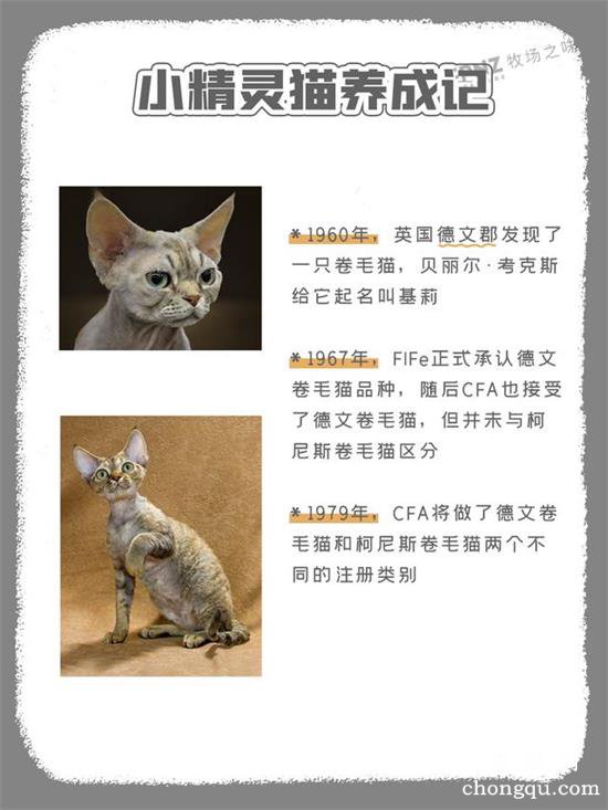 精灵猫是什么品种？