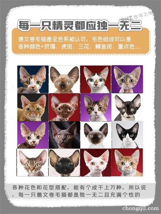 精灵猫是什么品种？