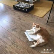 <b>养猫必备清单(养猫必备清单价格)</b>