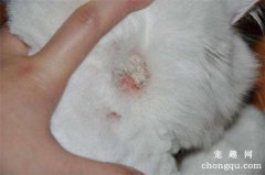 <b>猫癣传染人几率大吗</b>