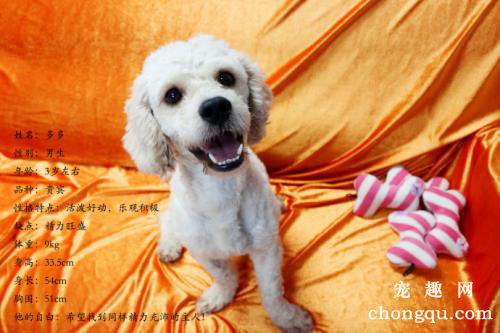 狗狗可以吃骨头吗
