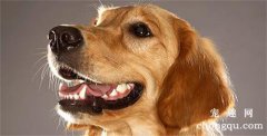 <b>狗狗胃炎的病因和治疗方法</b>