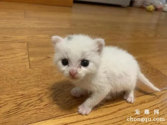 小奶猫怎么养？(养小奶猫的经验)