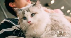 <b>怎么让猫咪更粘人？</b>