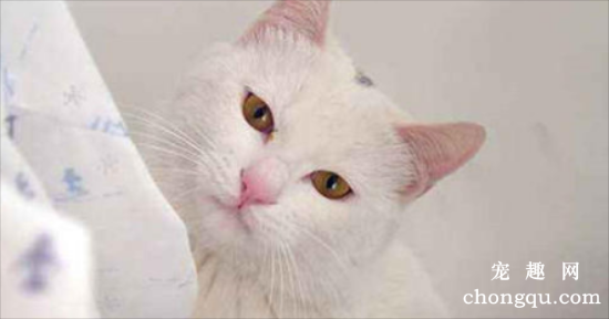 刚接到家里的猫咪该怎么养？