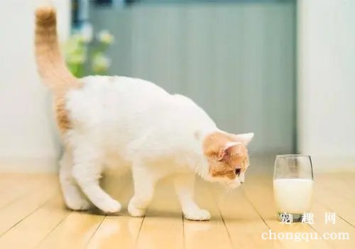 刚接到家里的猫咪该怎么养？