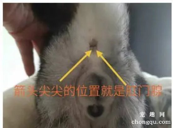 猫咪的肛门腺为什么会那么臭？