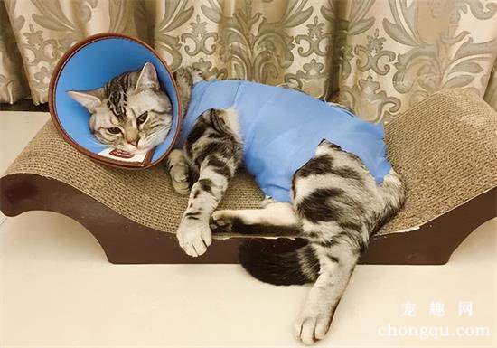 猫咪绝育前和绝育后的区别有哪些？