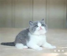 <b>英国短毛猫应该怎么样养？</b>