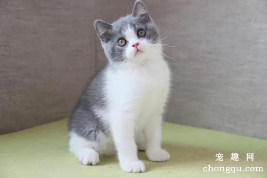 英国短毛猫应该怎么样养？
