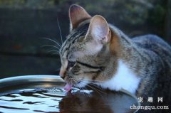 <b>夏天猫咪食欲下降是什么原因</b>
