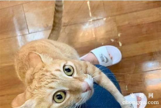 猫咪蹭你腿什么意思？