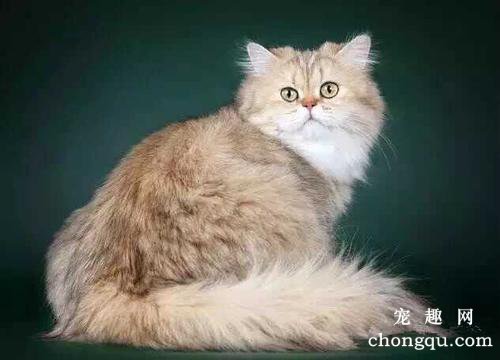 猫咪适合吃哪些生肉食物？