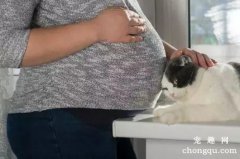 <b>怀孕能养猫吗</b>