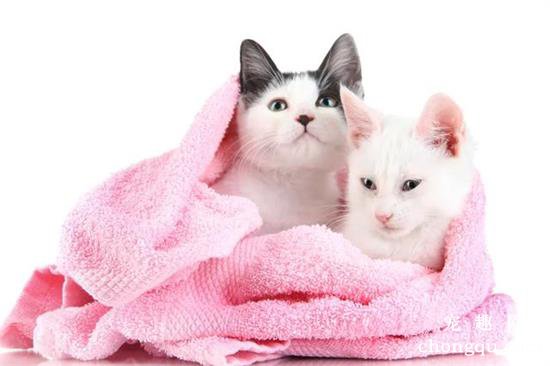 新手养猫攻略(最全的新手养猫攻略)