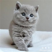 <b>长毛蓝猫多少钱一只</b>