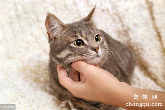 如何杜绝猫爬床上(防止猫爬床最有效的方法)