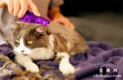 <b>猫掉毛严重有什么方法解决</b>