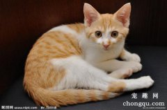 <b>猫的智商高不高(猫的智商是人几岁智商)</b>