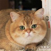 <b>母猫会发腮吗?如何让猫咪更好地发腮？</b>