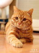 <b>日常生活中比较好养的几种猫咪品种</b>