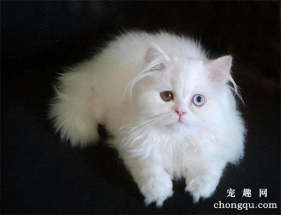 哪些猫咪好养不掉毛？
