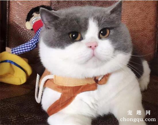 哪些猫咪好养不掉毛？