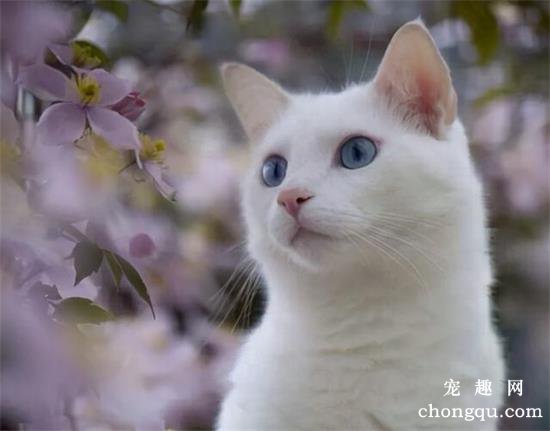 哪些猫咪好养不掉毛？