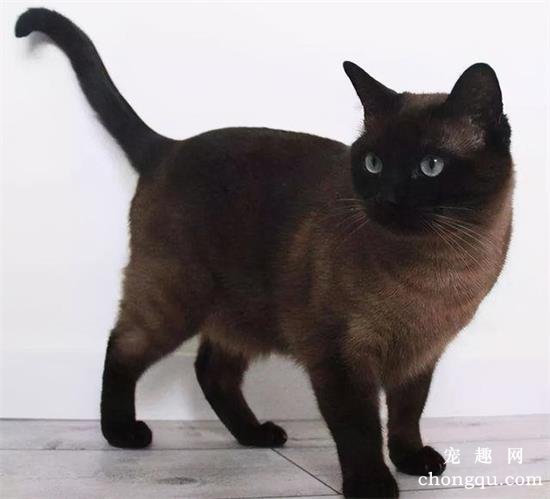 哪些猫咪好养不掉毛？