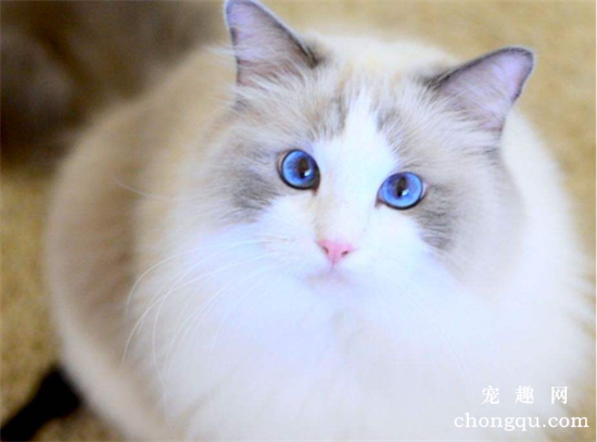 哪些猫咪好养不掉毛？