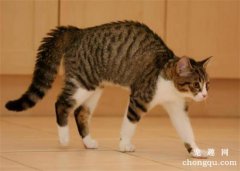 <b>猫咪弓背什么意思？</b>