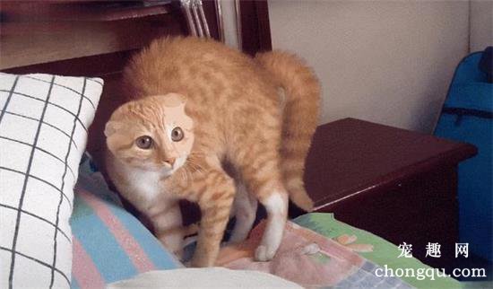 猫咪弓背什么意思？