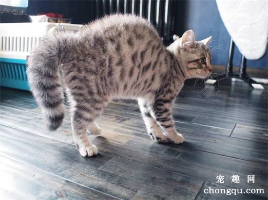 猫咪弓背什么意思？