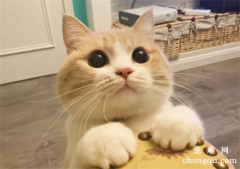 <b>猫咪一直叫是什么原因？</b>