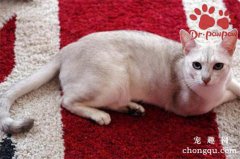 <b>猫剃毛的好处与坏处</b>