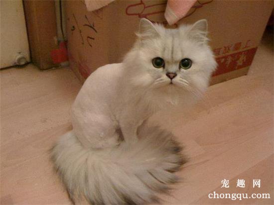 猫剃毛的好处与坏处